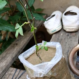 Desi Red Rose Stem