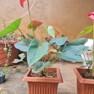 Anthurium Live Plant