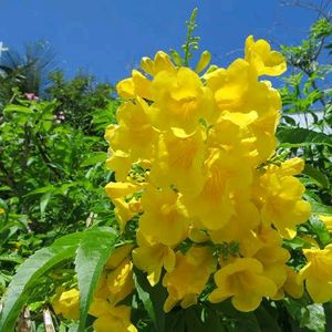 Rare Yellow Elder Plant Seeds