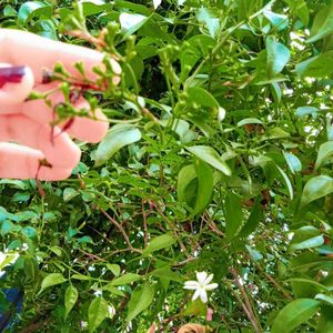 Plant Juhi(Indian Jasmine)🧿