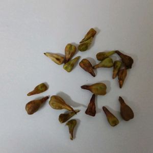 Red Grape Seeds