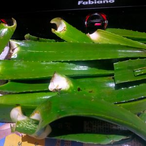 Fresh Organic Full Pulpy Aloevera Medicinal Leaf