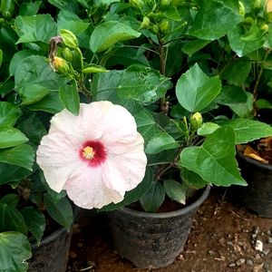 White Hibiscus Cutting