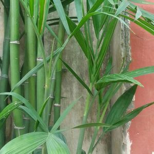 One Bamboo Palm Stem (Chamaedorea Seifrizii)