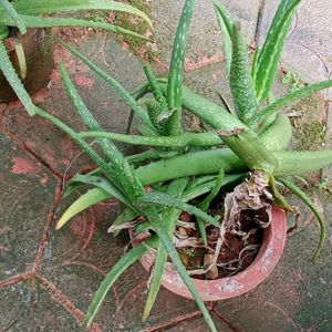 Aloe Vera Plant 🌵