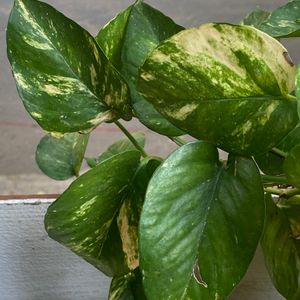 Golden Pothos (Also known as Money Plant)