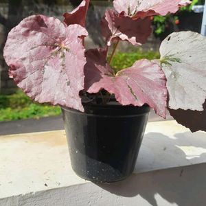 Begonia Rex Mature Plant For Sale