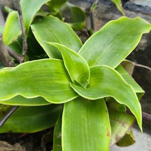 Basket Plant Green