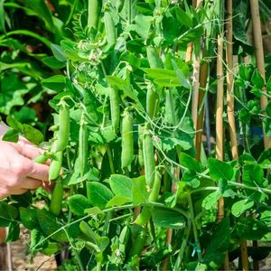 Peas (Matar) Seeds (मटर के बीज)