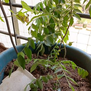 Curry Plant..Good And Healthy