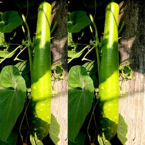 Bottle Gourd Long Dark Green लंबी लौकी के बीज