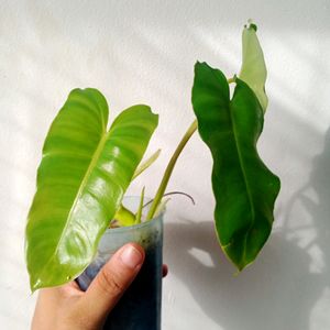 Live Philodendron Plant