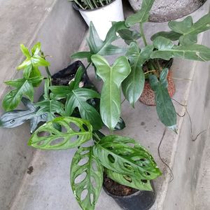 Indoor +Outdoor Plants Combo