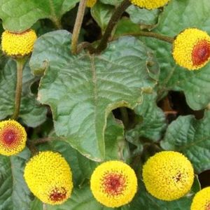 Spilanthes acmella Akarakara Live Plant