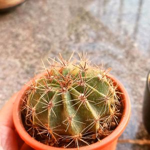 Cactus Plant With Brown Pot N Soil