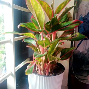 Aglonmema Plant Live