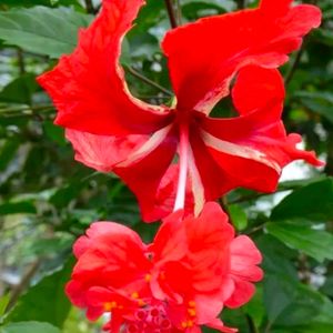 Combo Hibiscus Exotic Red Plant Nd 2 Color Aprajit