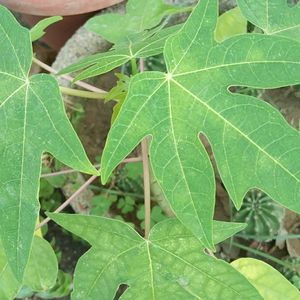 Papaya Sapling