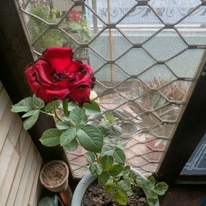 Rose / Gulab / hybrid plant / grafted