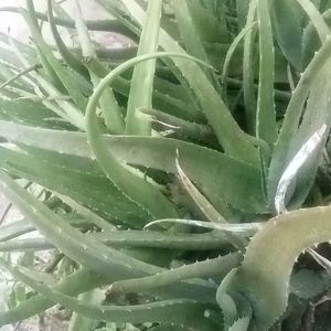 Aloe Vera Combo 4 Plants