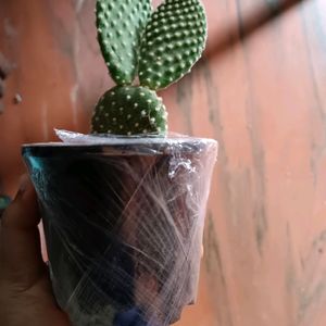 Bunny Ear Cactus Plant With Pot