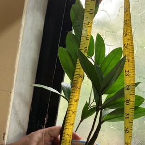 ZZ Plant (15 Inches)