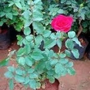 Rose Plant  Fool