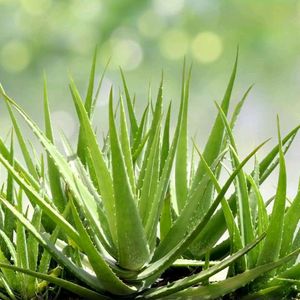 Aloevera Live Plant Pack Of 1