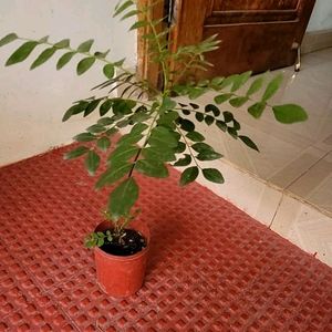 Curry Leaves Plant 🌵& Pot