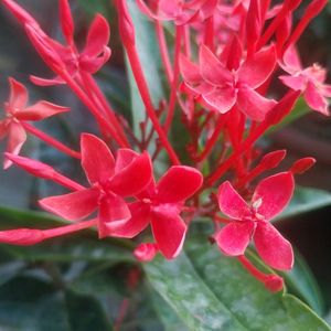 Red Xlora Plant