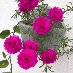 Portulaca Flowers (10 Plants Cuttings)