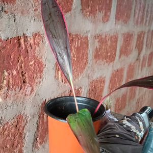 Cordyline Australis Plant With Pot