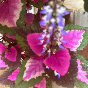 Coleus Plant Cuttings 5 Stems