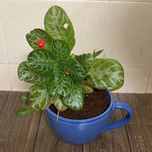 Episcia  Cupreata Plant