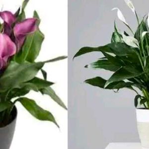 Combo Of 4 Color Calla Lilly Plant With Root