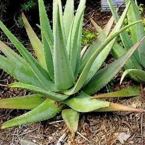 Healthy Aloevera Plant 🌵