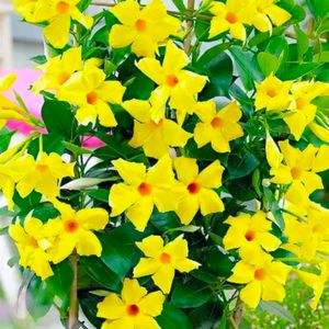 Yellow Mandevilla Flowering Plant,tree For Shurb