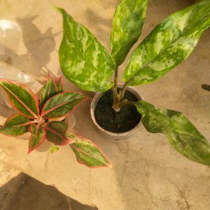 Combo Of 2 Variety Agloneama Plant With Root