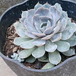 Echeveria