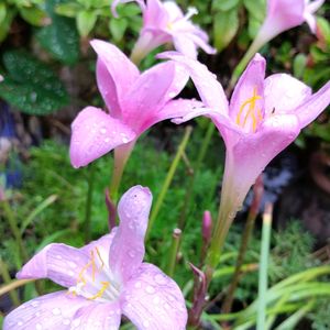 Fairy Rain Lily Bulbs