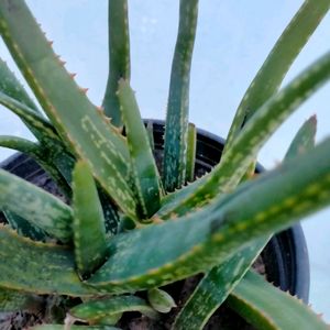 Aloe Vera chinensis