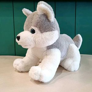 Pulsh Husky Dog