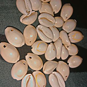 Natural Guvvalu Cowry  Kodi (White Cowry31)