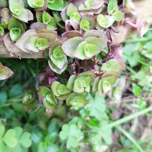 callisia repens hanging plants