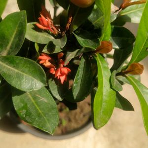 Beautiful Red Ixora Permanent Flowering Plant