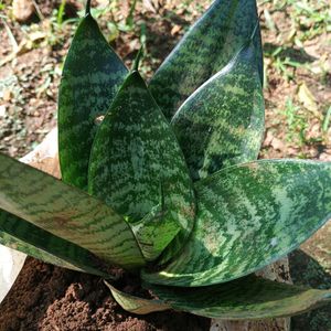 Dwarf Snake Plant