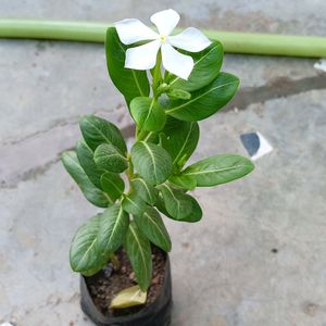 White Sadasuhagan(Vinca)