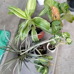 Combo Plants