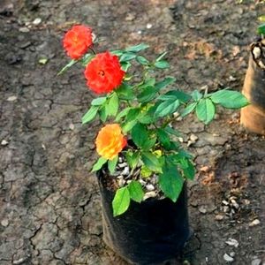 Rose Plant Cutting