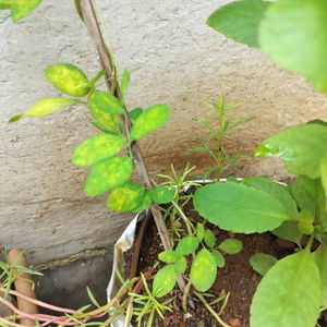 Single Petal Blue Aprajita Plant